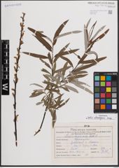 Foto von Salix eleagnos Scop.